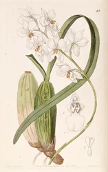 Cuitlauzina pulchellaまたはOdontoglossum pulchellumまたはOsmoglossum pulchellum
